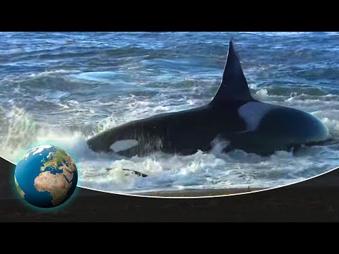 Patagonia: Coast of the killer whales