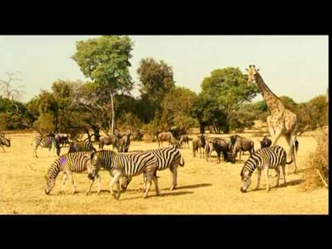 NATALE IN SUDAFRICA - Trailer - WWW.RBCASTING.COM