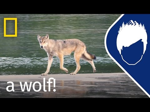 Sea Wolf Encounter (Episode 16) | wild_life with bertie gregory