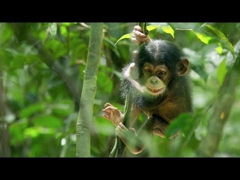 Chimpanzee Movie Review: Beyond The Trailer