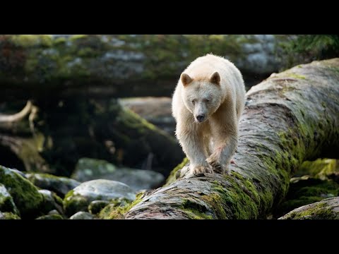 Great Bear Rainforest Official IMAX Trailer