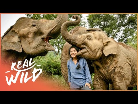 The Woman On A Mission To Save Thailand&#039;s Elephants (Wildlife Documentary) | Real Wild