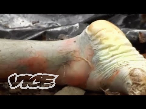 The Body Farm in Tennessee