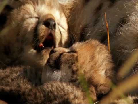 Disney Nature African Cats: Kingdom of Courage (2011)- Teaser Trailer