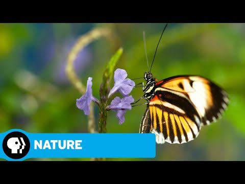 NATURE | Sex, Lies and Butterflies: Official Trailer | PBS