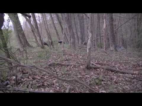 Turkey Hunting 2010 Trailer
