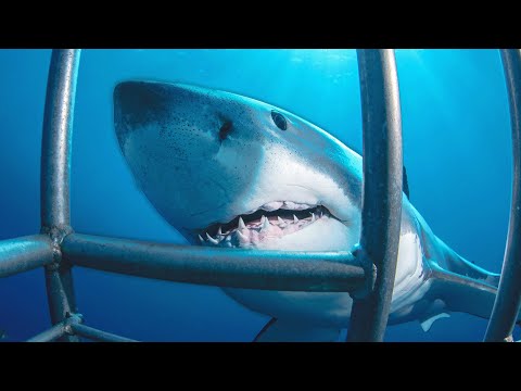 Camera Crew Risk Lives To Capture Animal Fight Footage | Caught In The Act | Real Wild