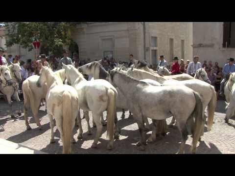 Bénédiction des chevaux HD Film de Bernard PORRAS