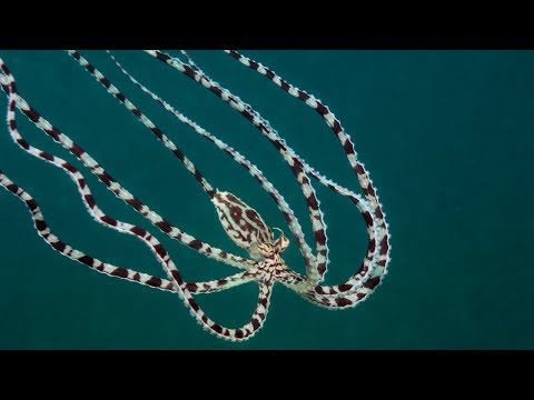 Mimic Octopus: Master of Disguise