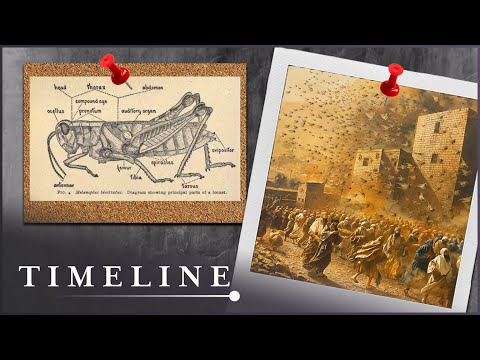 The Historical Evidence Of The Plagues | The Exodus Decoded | Timeline