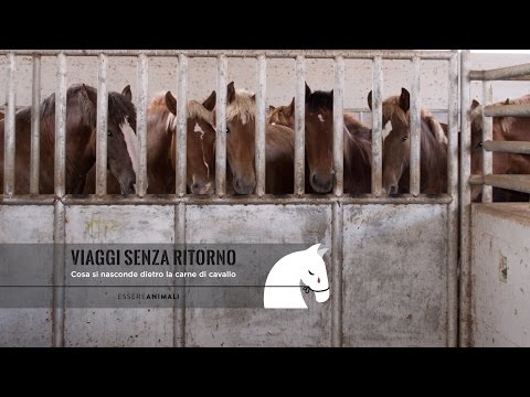 VIAGGI SENZA RITORNO - Cosa si nasconde dietro la carne di cavallo