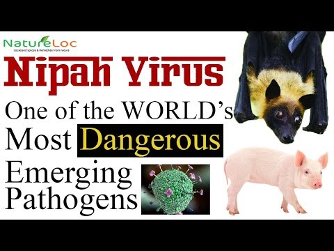 Nipah Virus - One Of The World&#039;s Most Dangerous Emerging Pathogens - Kerala | Malaysia