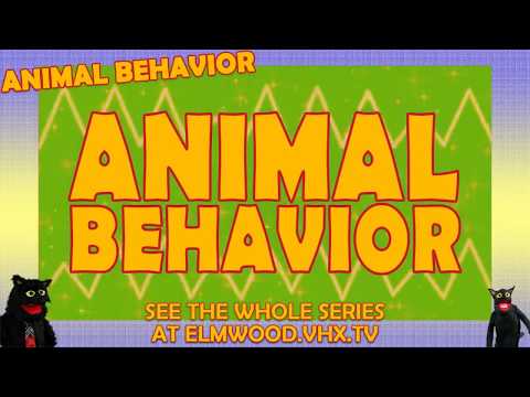 ANIMAL BEHAVIOR Episode 1 - Trailer