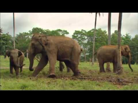CHANDANI AND HER ELEPHANT German Trailer YouTube