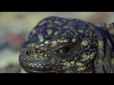 Earth - Un Giorno Straordinario - Baby Iguana VS Serpenti - Clip dal Film | HD
