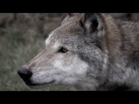 Face to Face with a Killer | Lobo | The Wolf That Changed America | BBC Earth