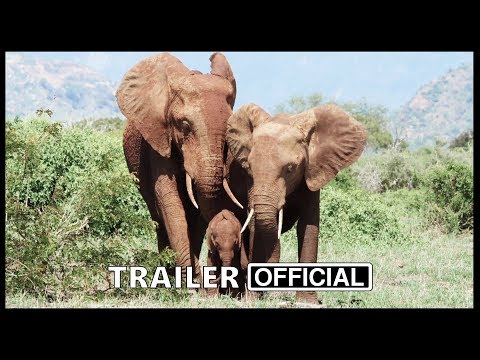 The Elephant Queen Movie Trailer (2019) | Documentary Movie