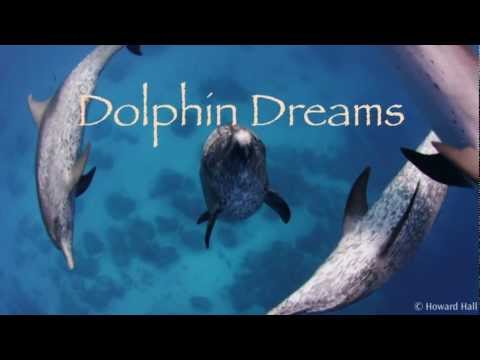 Dolphin Dreams: Teaser