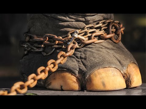 The Elephant Had Been Chained For 50 Years. Just Look What He Did After He Was Released!