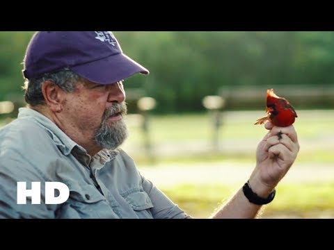 BIRDERS Trailer (2019) Netflix