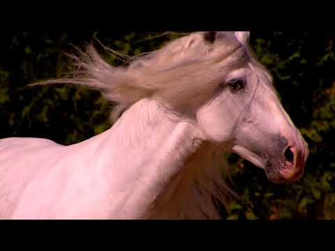 &quot;Horse of Kings, Thief of Hearts&quot; Trailer 2015 short