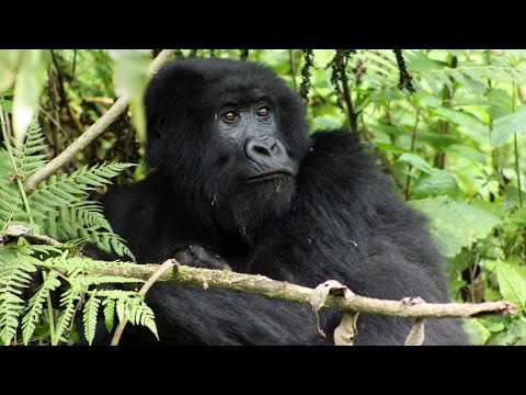 Virunga: UK oil firm accused of bribery in DR Congo national park