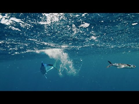 Flying fish hunt - The Hunt: Episode 4 preview - BBC One