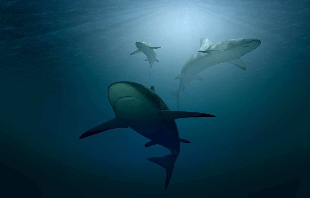 Jak oglądać Under the Sea 3D przez VPN. Zobacz Under the Sea 3D z 2009 roku oceniony na 8 na 10 punktów.