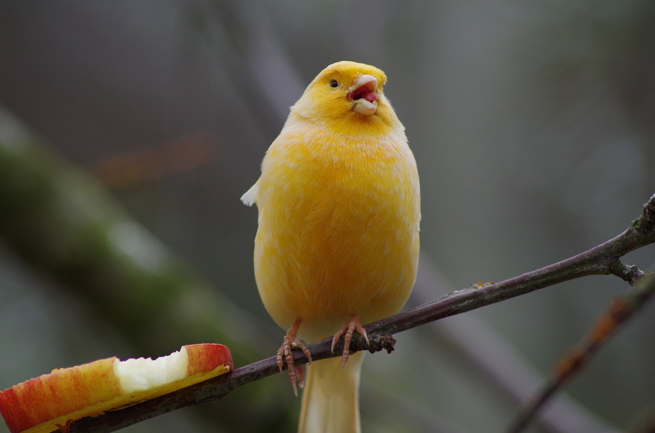 Jak oglądać Yellowbird na Netflix za darmo?