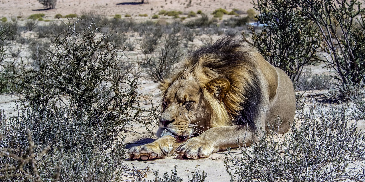 Jak oglądać Lions of the Kalahari na Netflix za darmo?