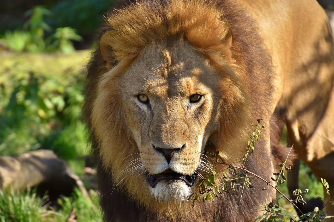 Jak oglądać The Lion of Africa na Netflix za darmo?